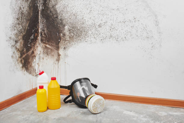 Best Toxic Mold Removal  in Cloverdale, CA