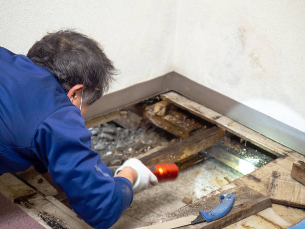 Best Mold Removal Near Me  in Cloverdale, CA