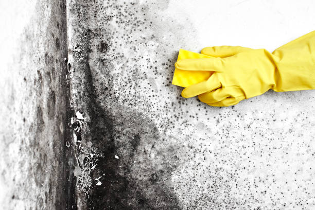 Best Home Mold Removal  in Cloverdale, CA