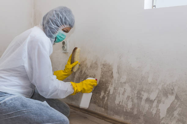 Best Commercial Mold Removal  in Cloverdale, CA