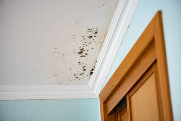 Best Mold Removal Company Near Me  in Cloverdale, CA