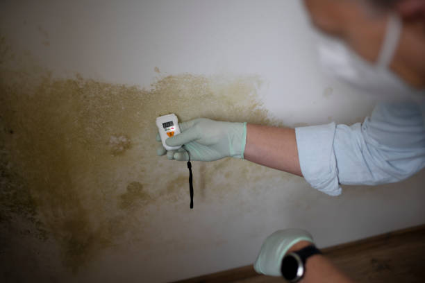 Best Toxic Mold Removal  in Cloverdale, CA