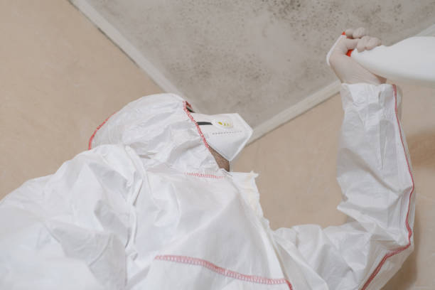 Professional Mold Removal in Cloverdale, CA