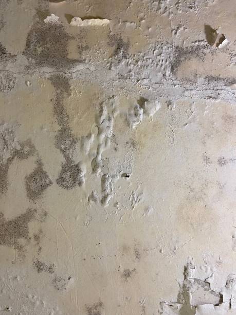 Best Residential Mold Removal  in Cloverdale, CA