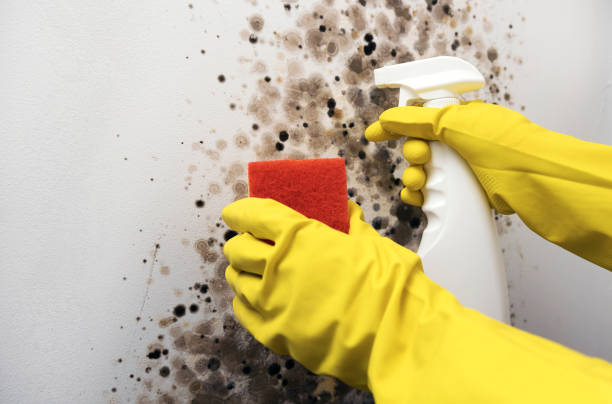 Best Local Mold Removal Service  in Cloverdale, CA