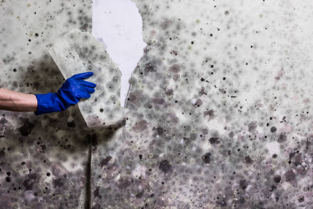 Best Mold Testing  in Cloverdale, CA