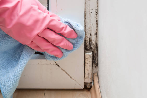 Best Fast Mold Removal  in Cloverdale, CA