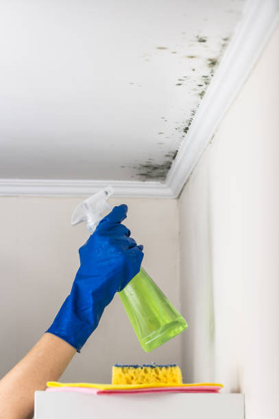 Best Affordable Mold Removal  in Cloverdale, CA