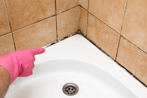 Best Mold Damage Repair  in Cloverdale, CA