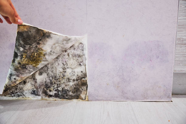 Best Mold Testing  in Cloverdale, CA